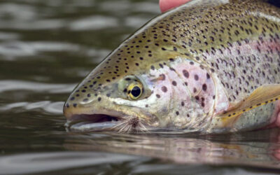 Fly Fishing in Katmai National Park and Preserve: An Angler’s Paradise