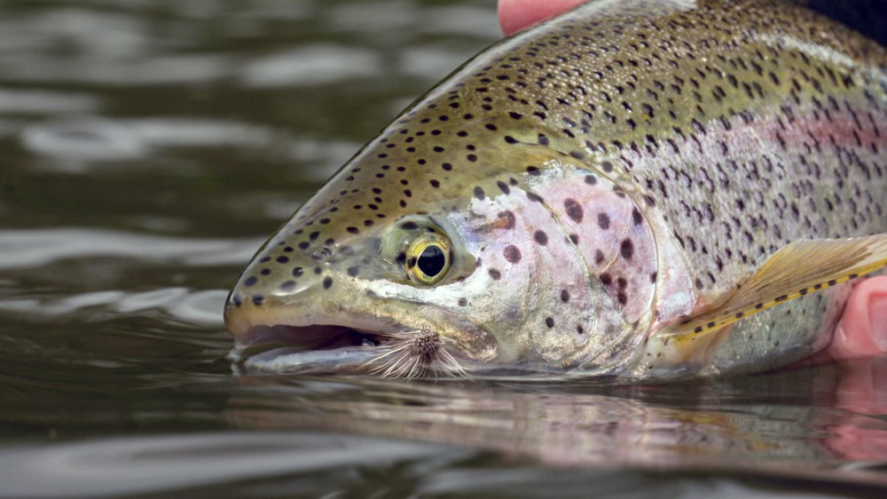 Fly Fishing in Katmai National Park and Preserve: An Angler’s Paradise