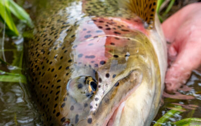 The 10 Best Flies for Fly Fishing in Alaska