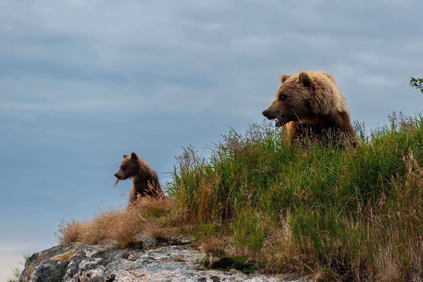 Alaska Bear Viewing and Photo Opporunities