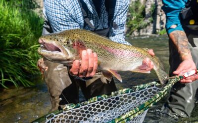 A Practical Guide to Fly Fishing Mice in Alaska on American Creek, Brooks River, and the Nonvianuk