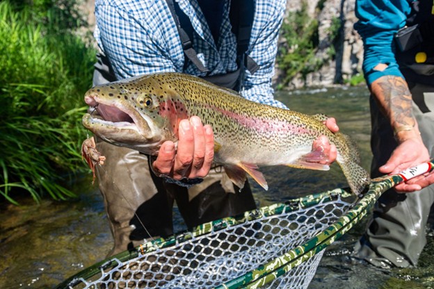 A Practical Guide to Fly Fishing Mice in Alaska on American Creek, Brooks River, and the Nonvianuk